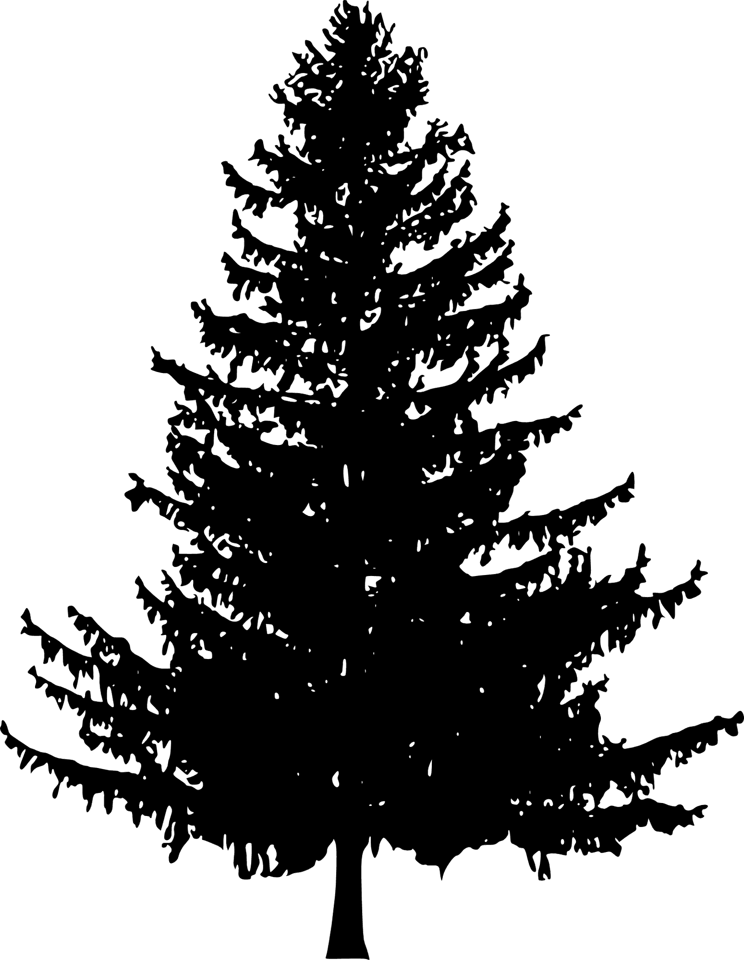 Majestic Pine Silhouette PNG