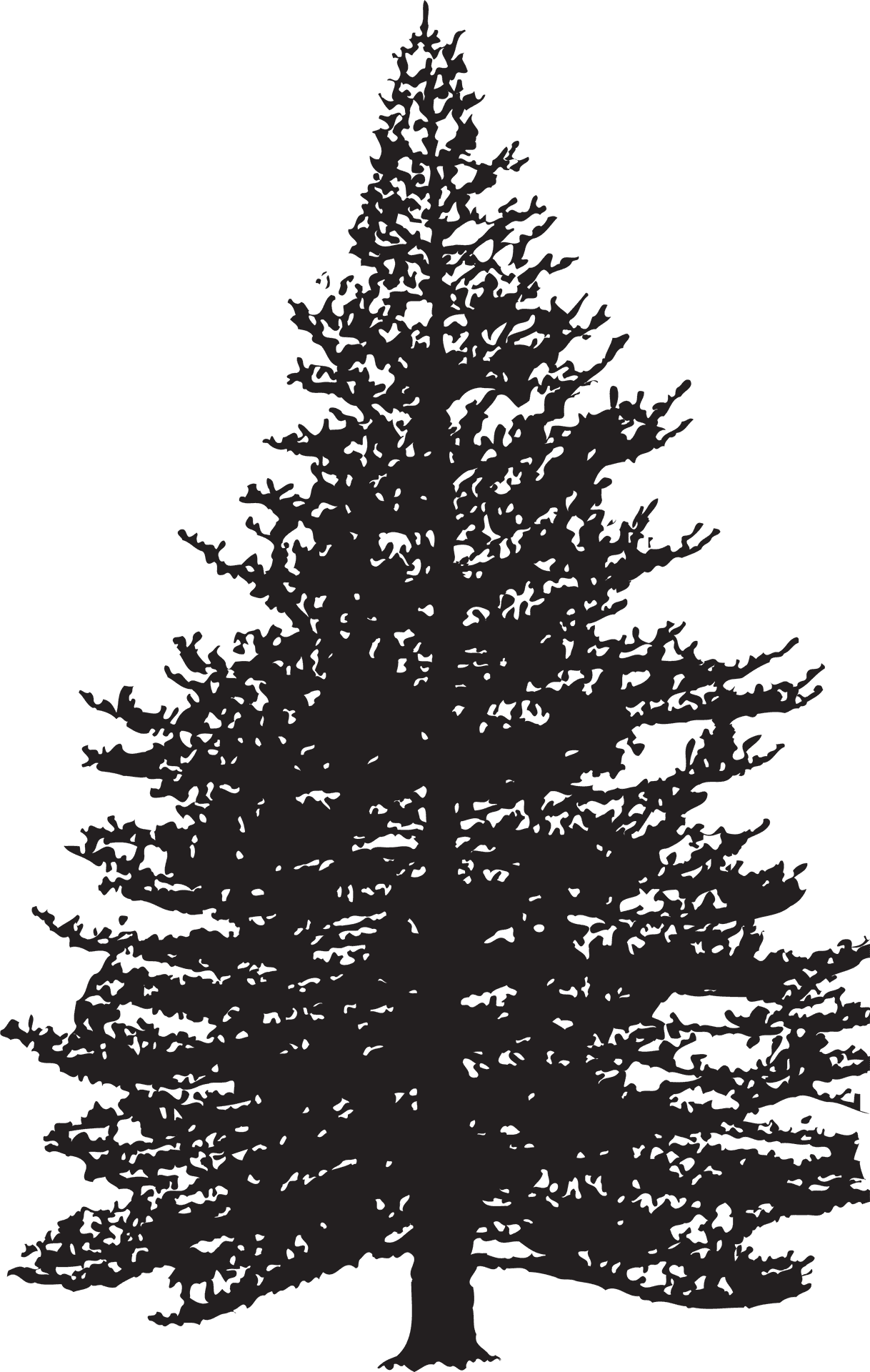 Majestic Pine Tree Silhouette PNG