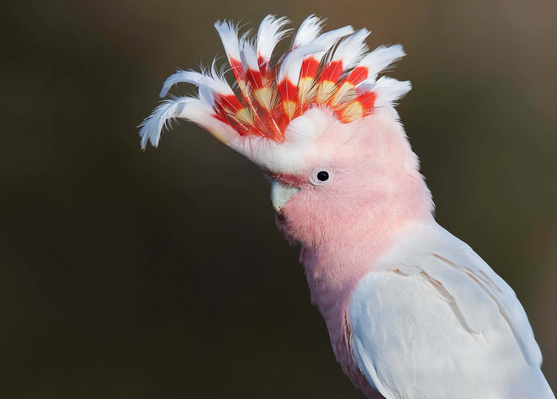 Majestic Pink Cockatoo Portrait Wallpaper
