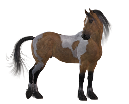 Majestic Pinto Horse Black Background PNG