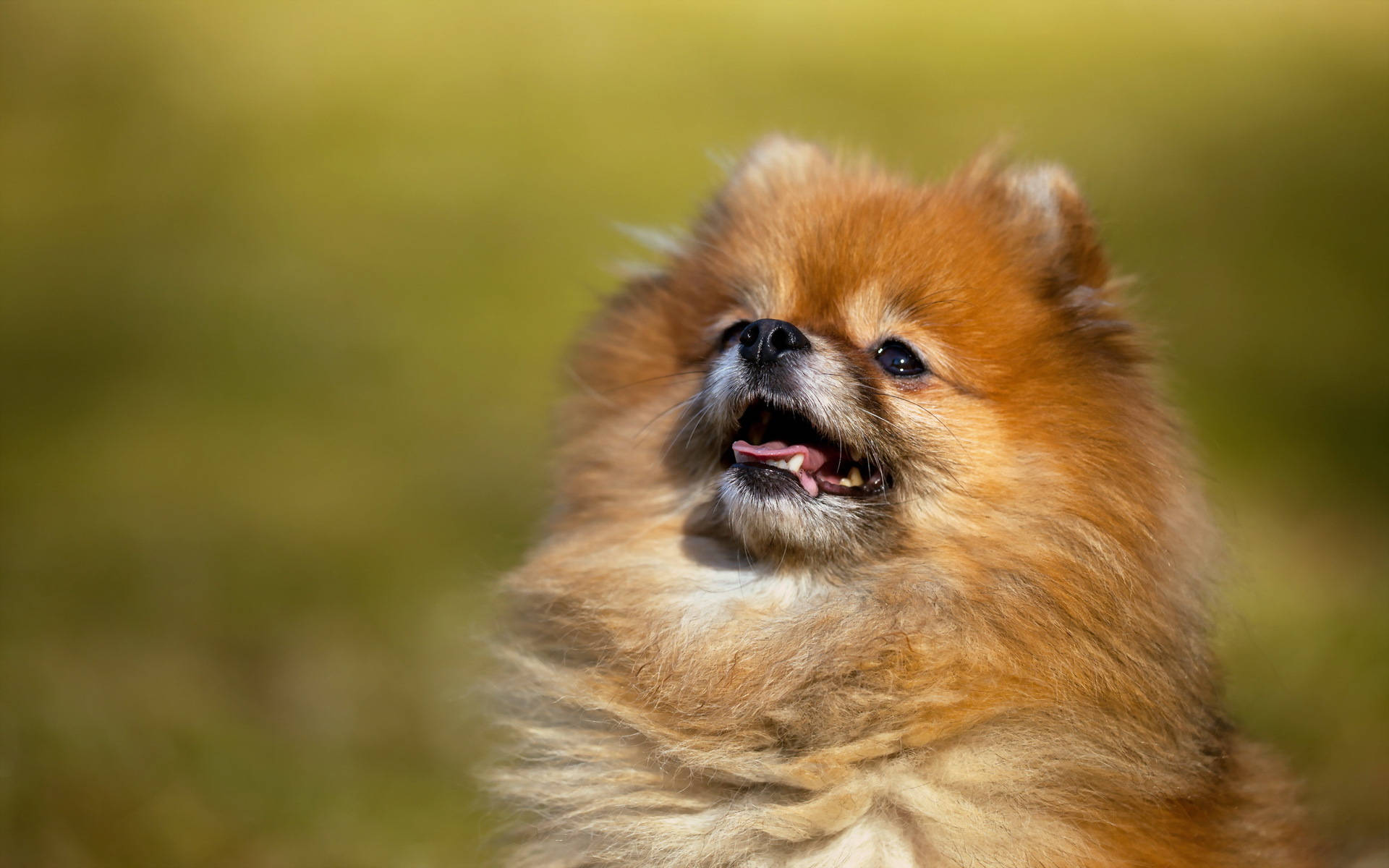 Majestic Pomeranian Dog