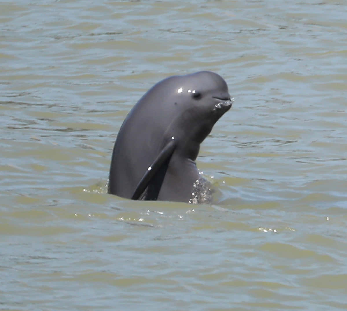 Majestic Porpoise Leaping Joyfully In The Ocean Wallpaper