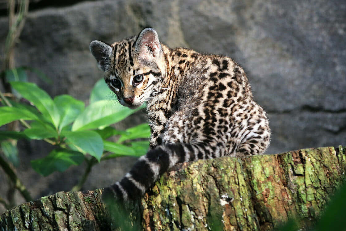 Majestic Predator: An Ocelot In Its Natural Habitat Wallpaper