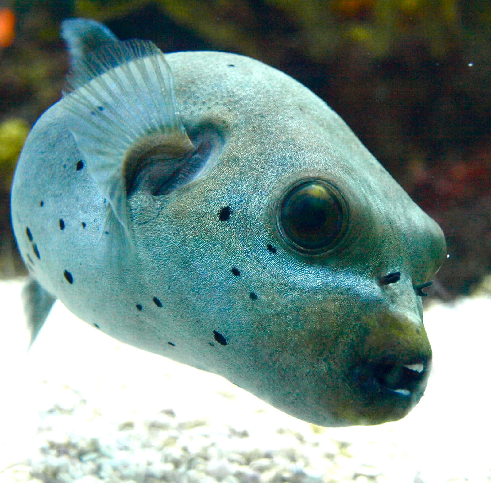 Majestic Pufferfish In Its Natural Ocean Habitat Wallpaper