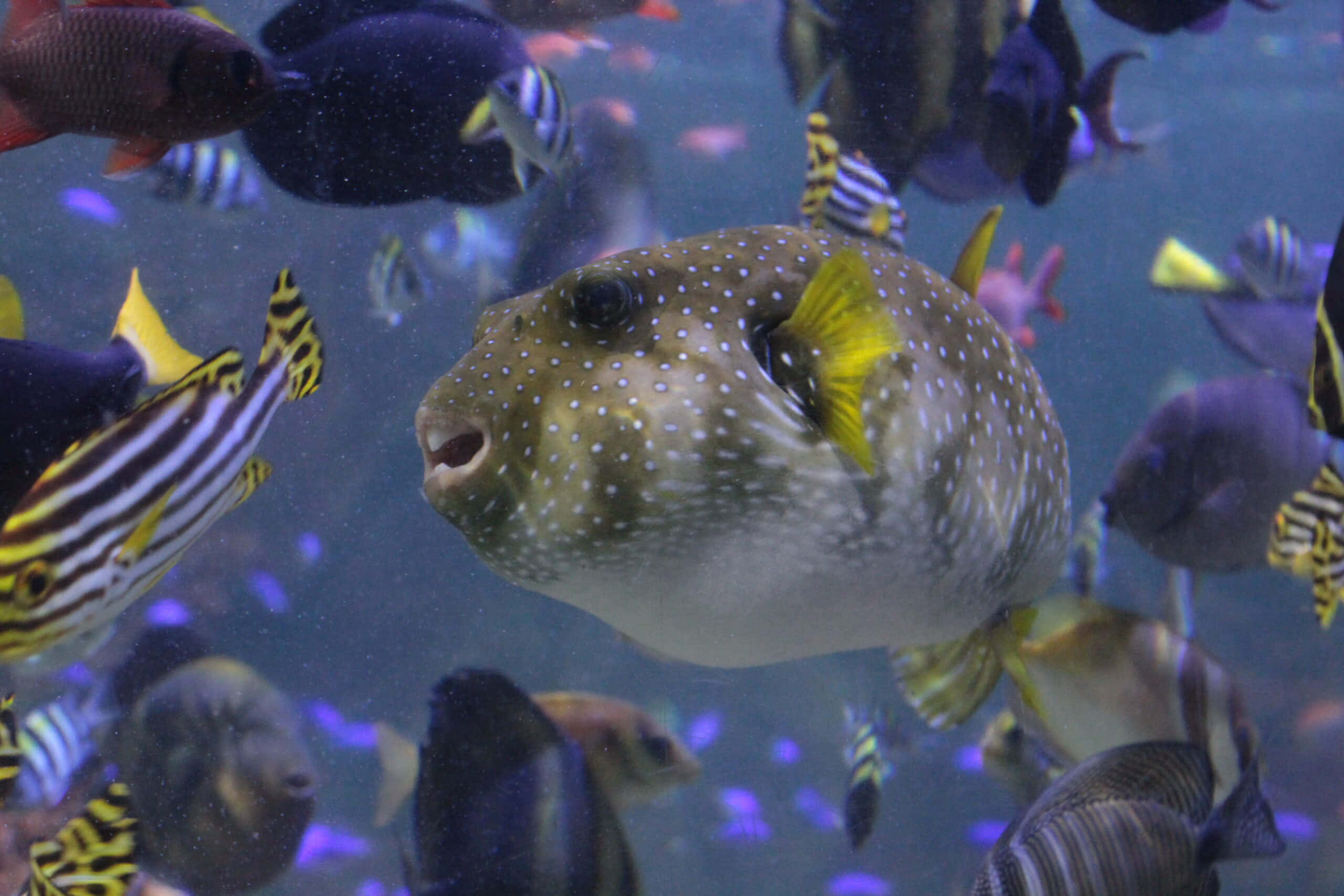 Majestetisk Pufferfish Som Svømmer Under Vann Bakgrunnsbildet