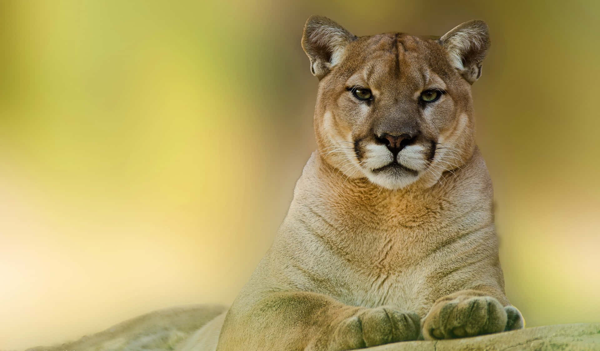 Majestic Puma In Natural Wilderness