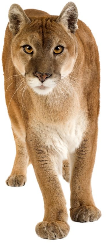 Majestic Puma Standing Transparent Background PNG