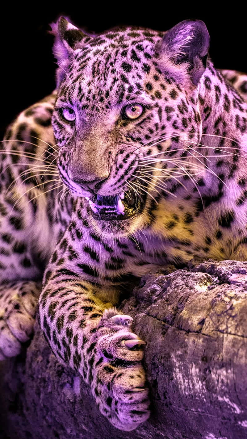 Majestic Purple Leopard Aesthetic.jpg Wallpaper