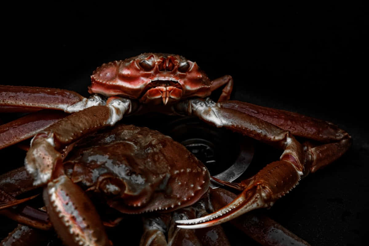 Majestic Queen Crab Dark Backdrop Wallpaper