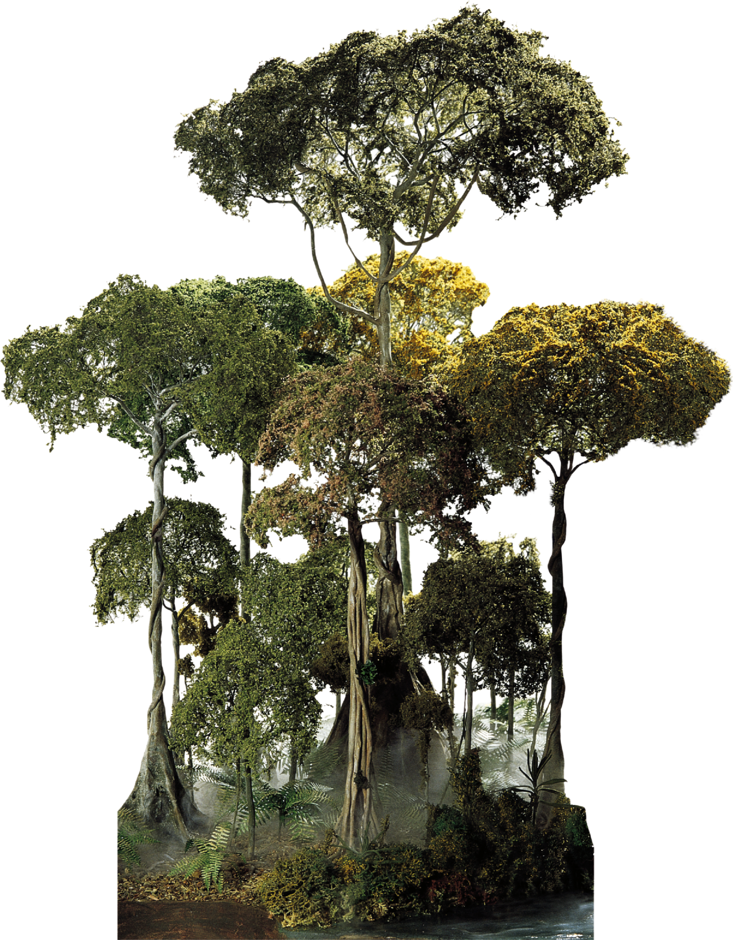 Majestic Rainforest Trees PNG