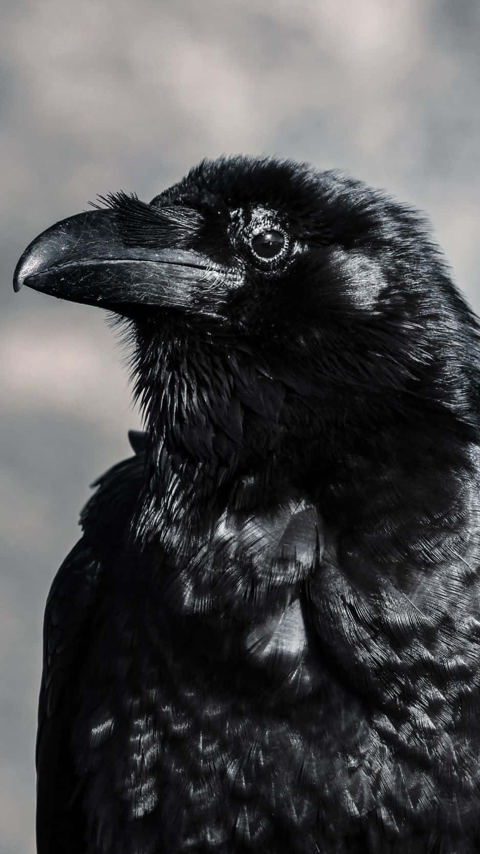 Majestic Raven Perched On A Branch Against A Glowing Moon