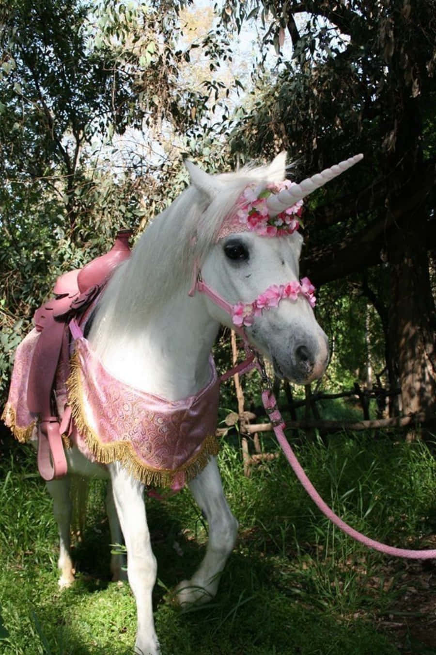 Majestic Real Unicorn Captured In A Mystical Forest