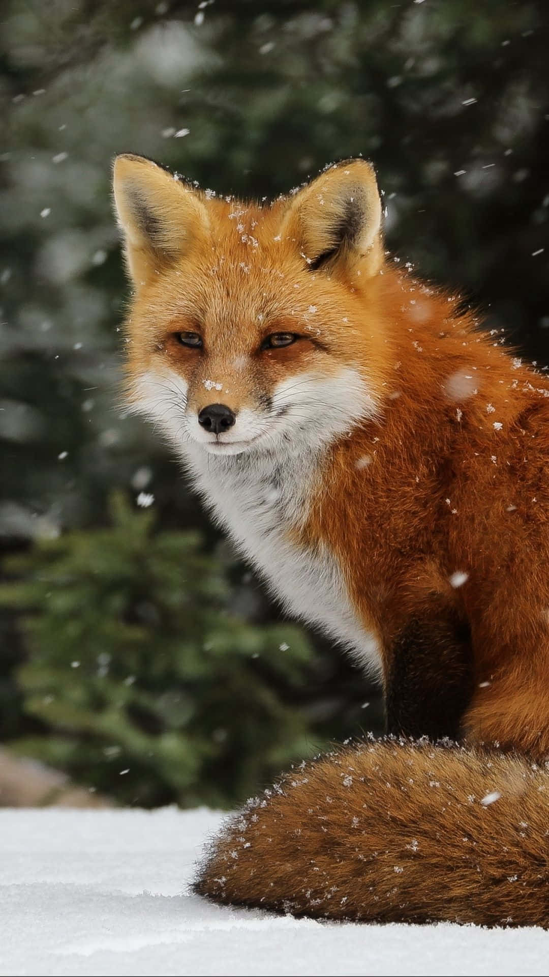 Majestic Red Fox In A Winter Wonderland
