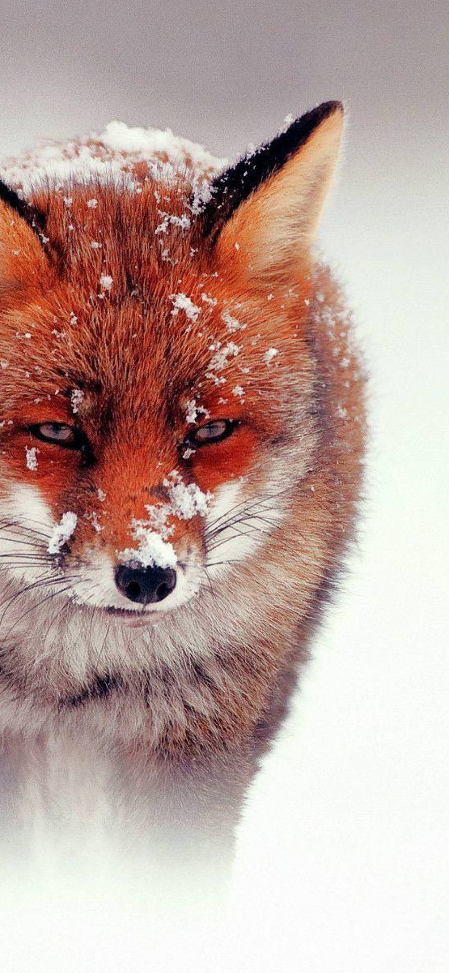 Majestic Red Fox In Natural Habitat Wallpaper