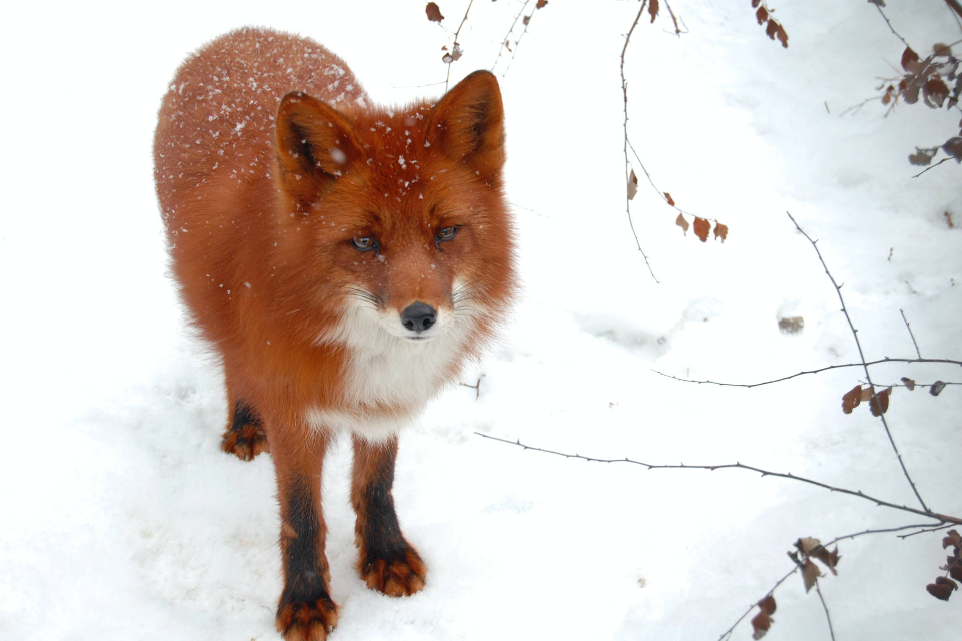 Majestic Red Fox In Pristine Wilderness Wallpaper