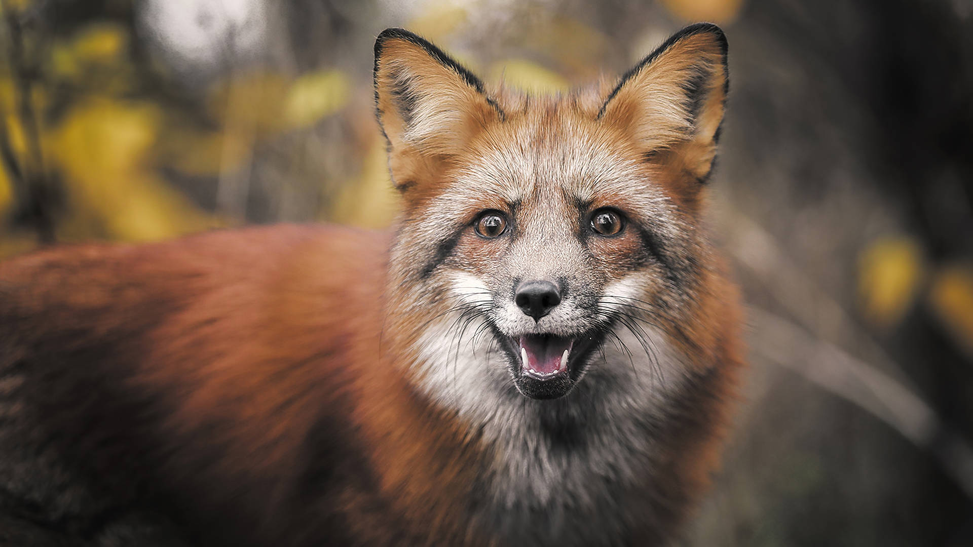 Majestic Red Fox In The Wild Wallpaper