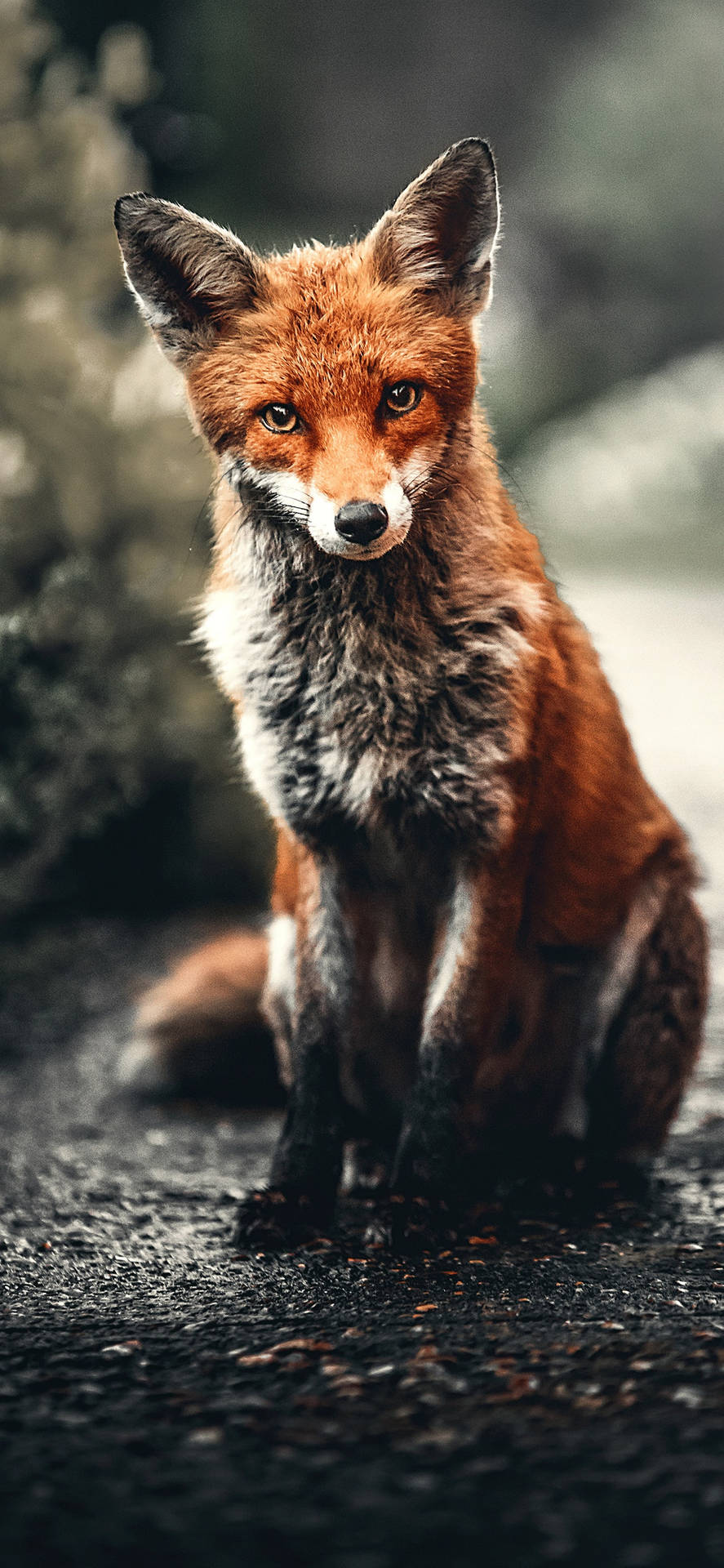 "majestic Red Fox In The Wild Nature" Wallpaper