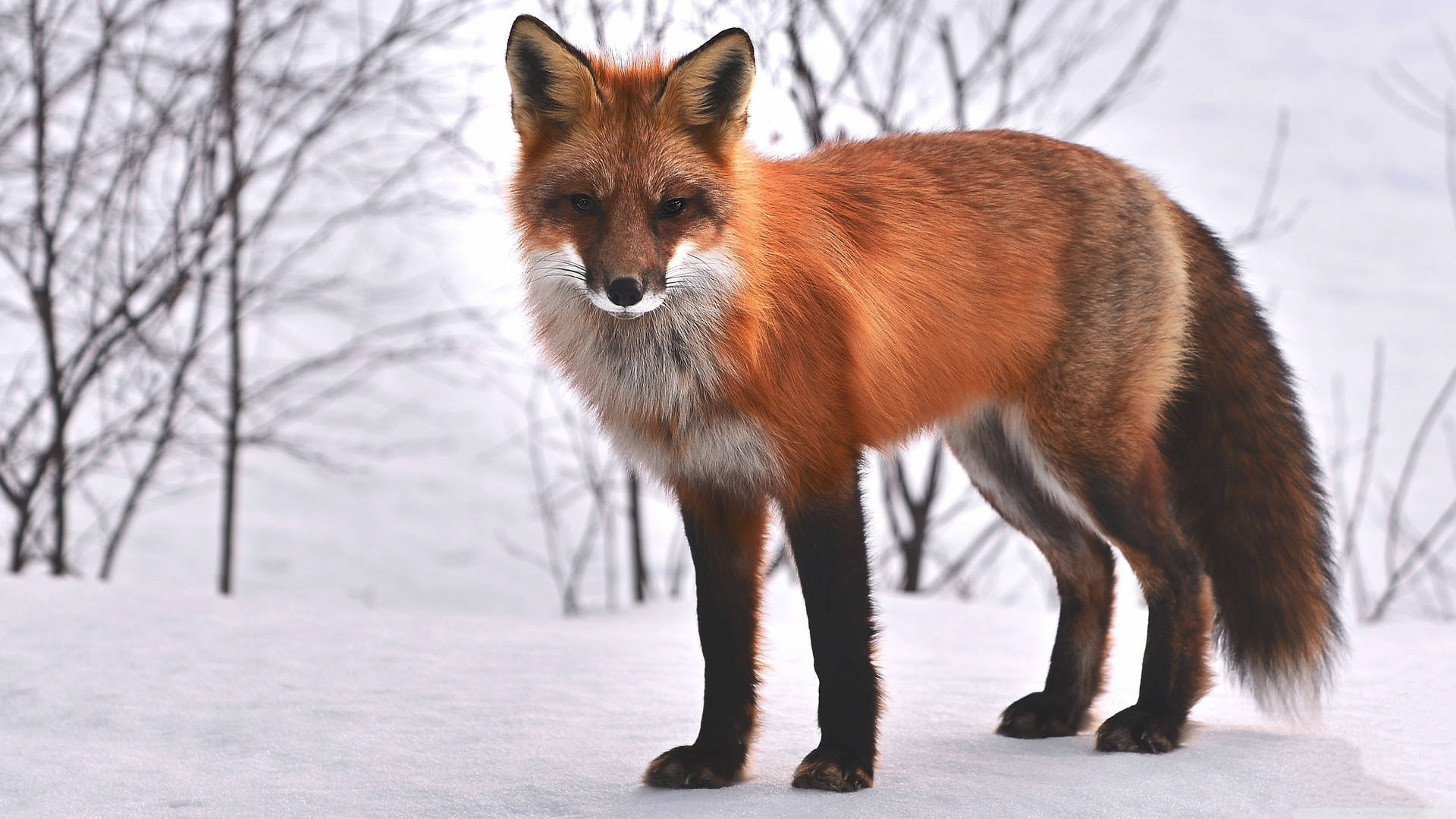 Majestic Red Fox In Winter Scenery Wallpaper