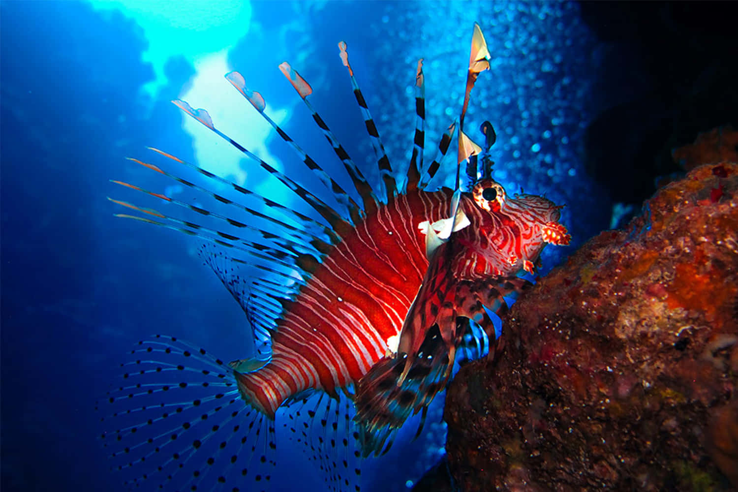 Majestic_ Red_ Lionfish_ Underwater Wallpaper
