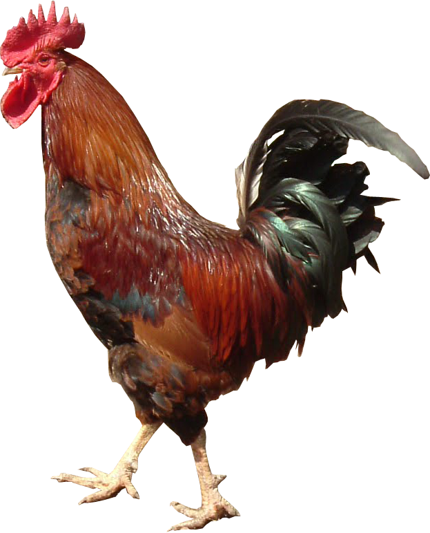 Majestic Red Rooster Profile PNG