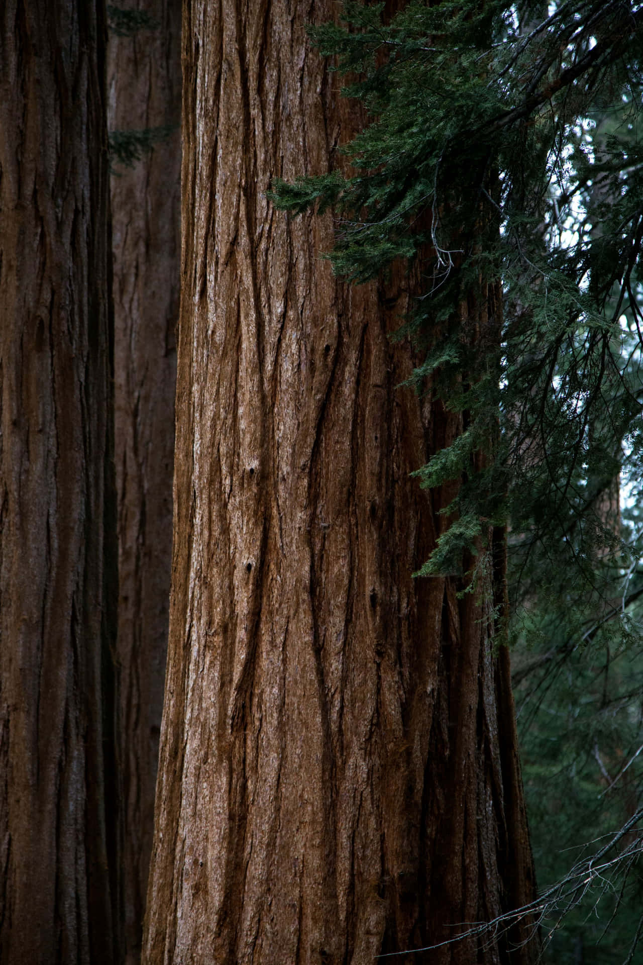 Détail De La Forêt De Séquoias Majestueuse Fond d'écran