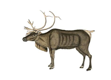 Majestic Reindeer Illustration PNG