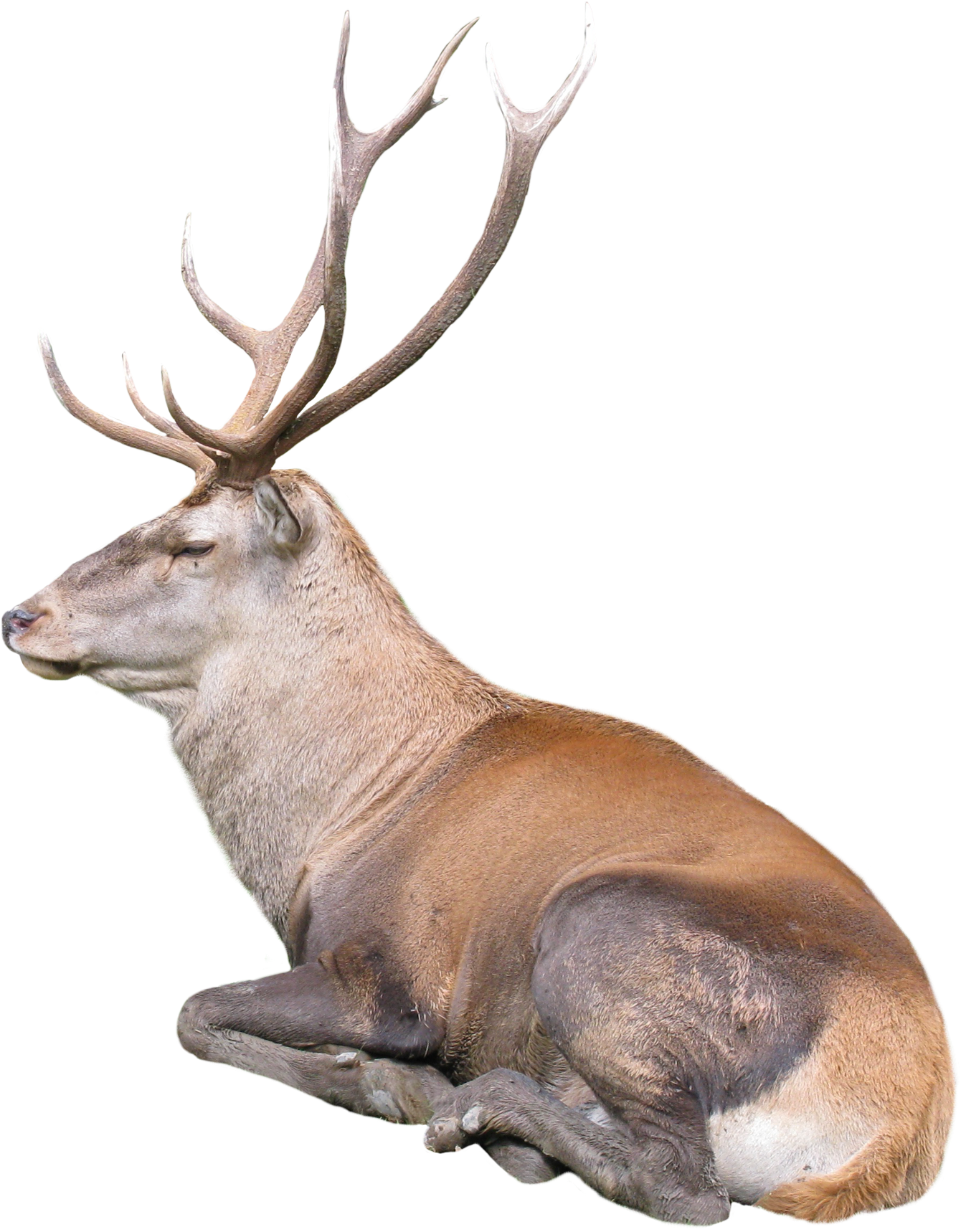 Majestic Reindeer Resting PNG