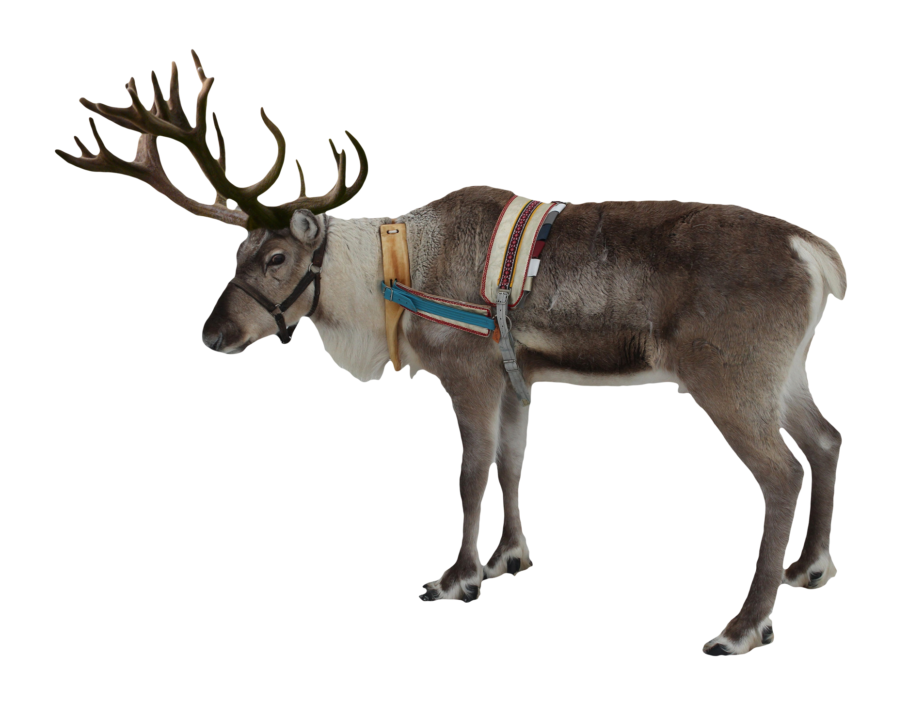 Majestic Reindeerwith Harness PNG