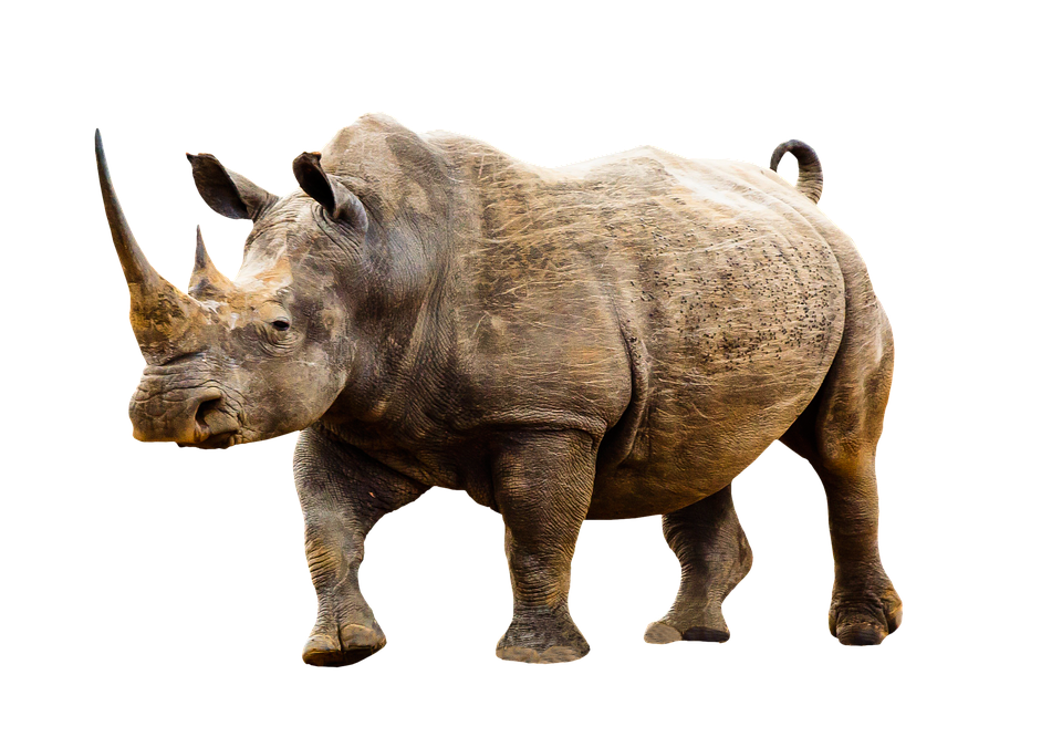Majestic Rhino Isolated PNG