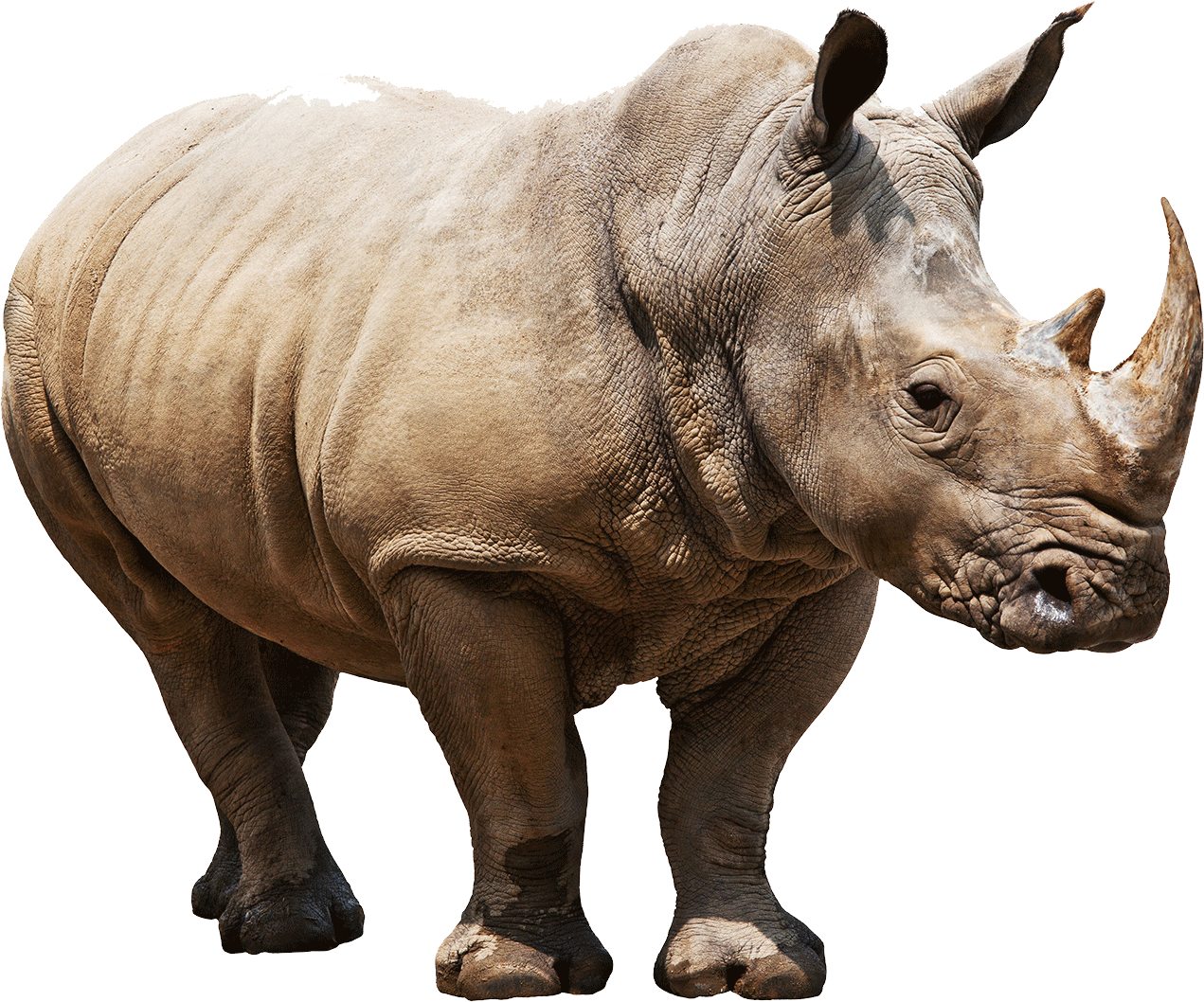 Majestic Rhino Isolated.png PNG