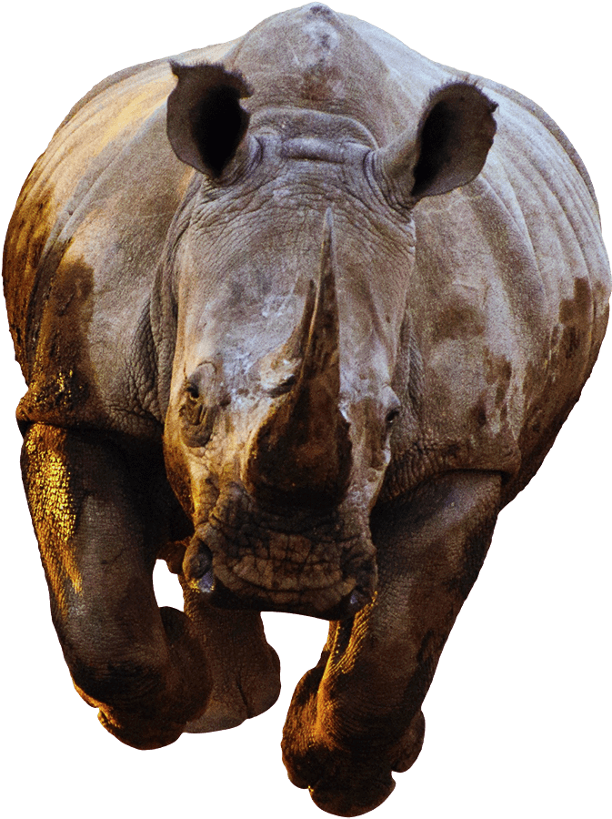 Majestic Rhino Portrait PNG
