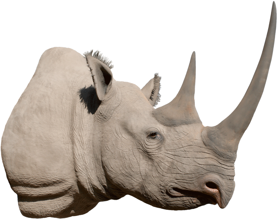 Majestic Rhino Profile PNG