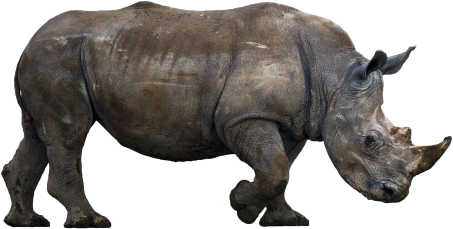 Majestic Rhinoceros Isolated PNG
