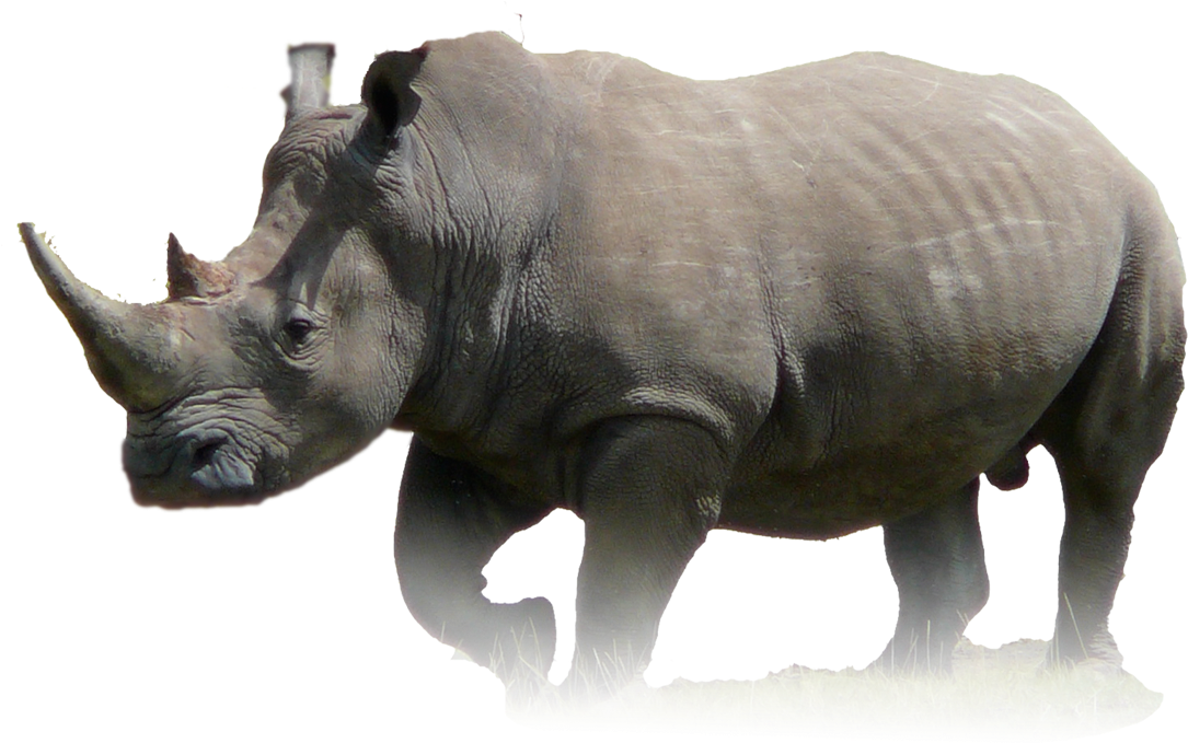 Download Majestic Rhinoceros Standing | Wallpapers.com