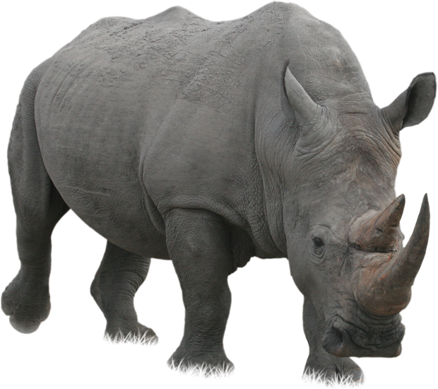 Majestic Rhinoceros Standing PNG