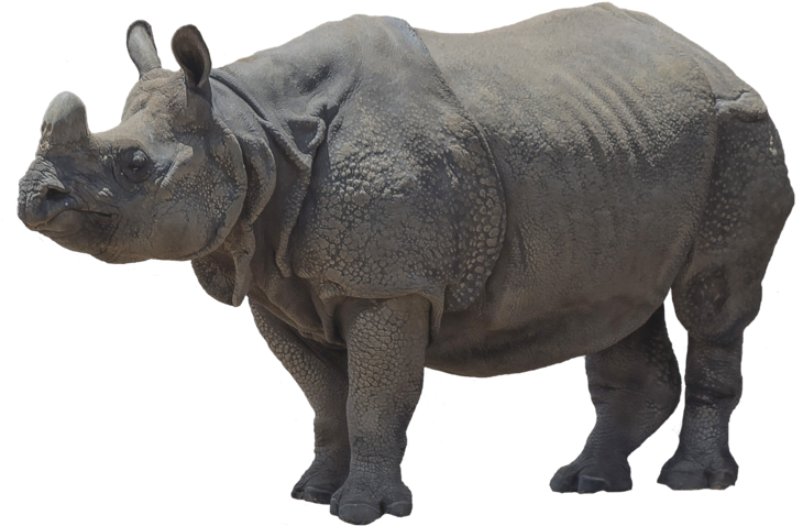 Majestic Rhinoceros Standing PNG