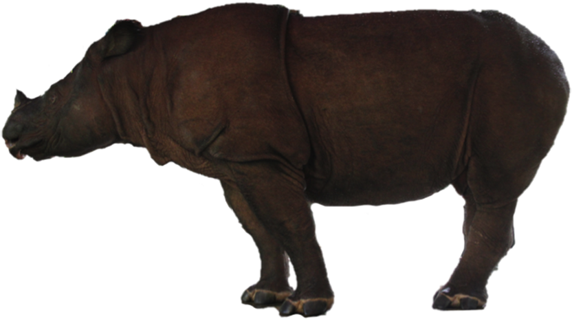 Majestic Rhinoceros Standing PNG