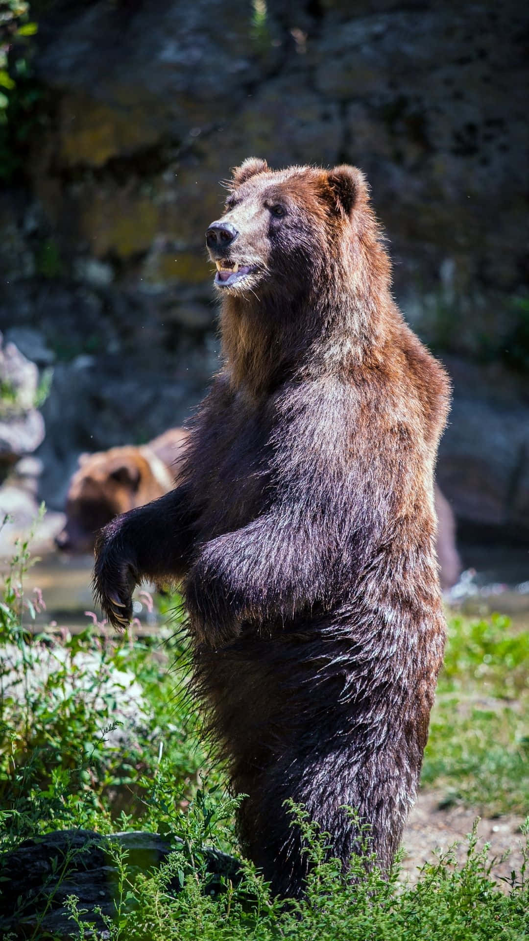 Majestic Roaming Grizzly Bear