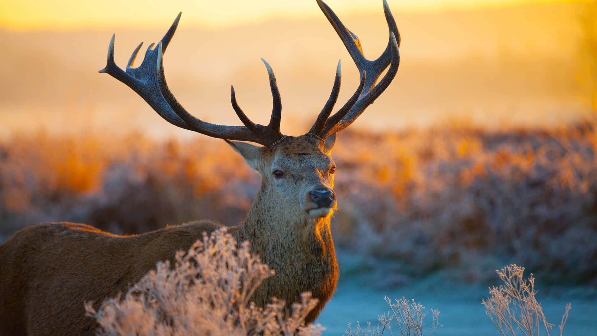 Majestic Roaming Stag In Wilderness Wallpaper