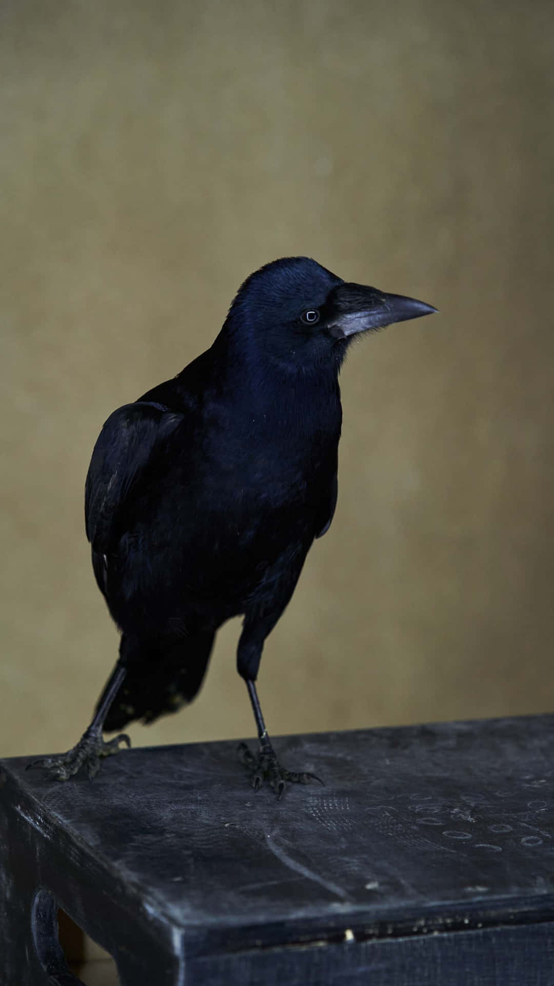 Majestic Rook Bird Portrait Wallpaper