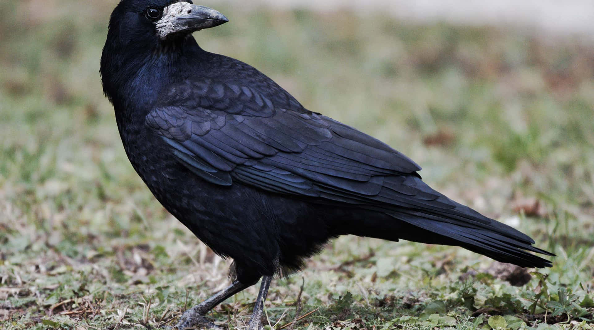 Majestic Rook Bird Standing Wallpaper