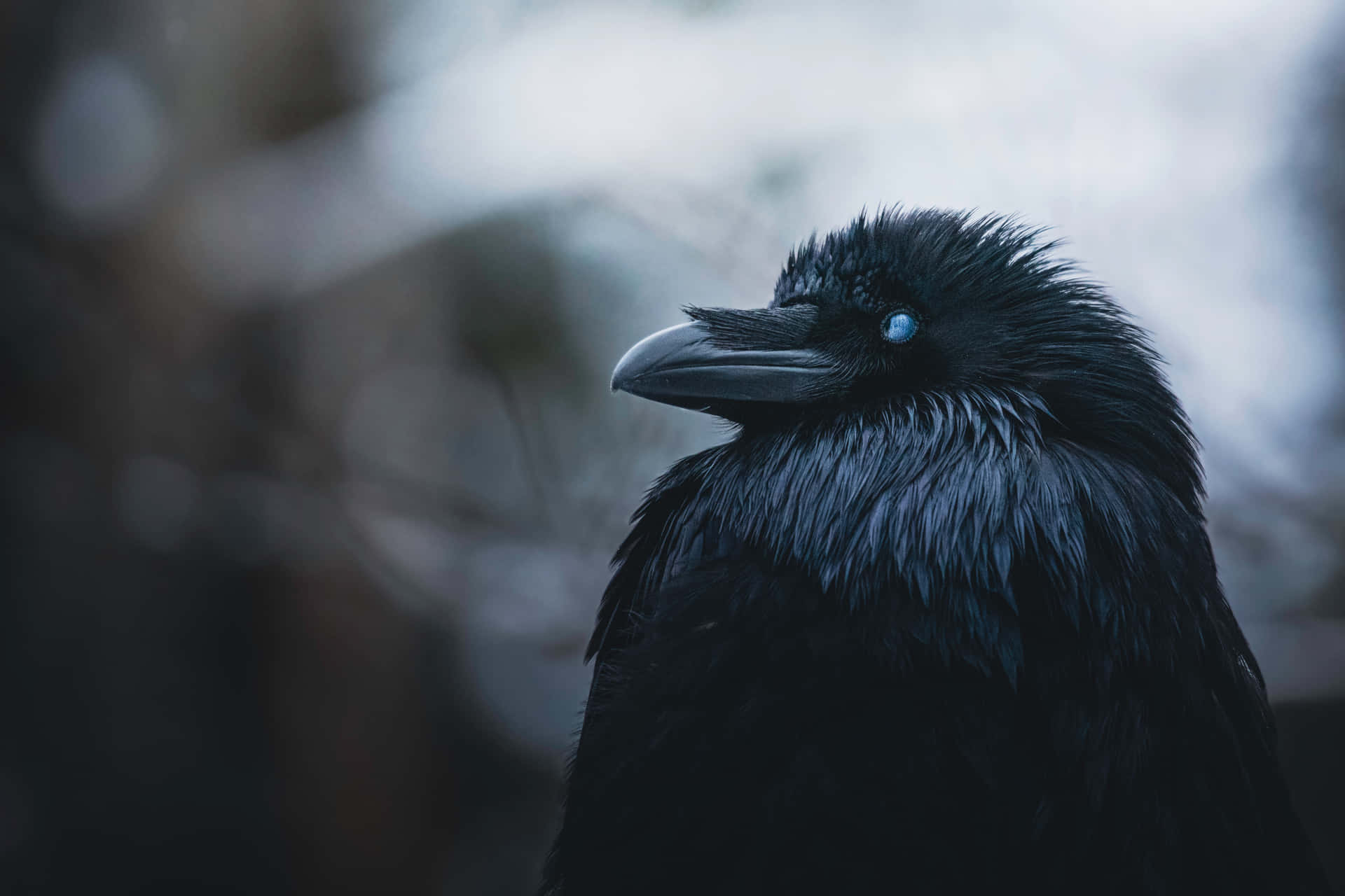 Majestic_ Rook_ Closeup_ Portrait.jpg Wallpaper