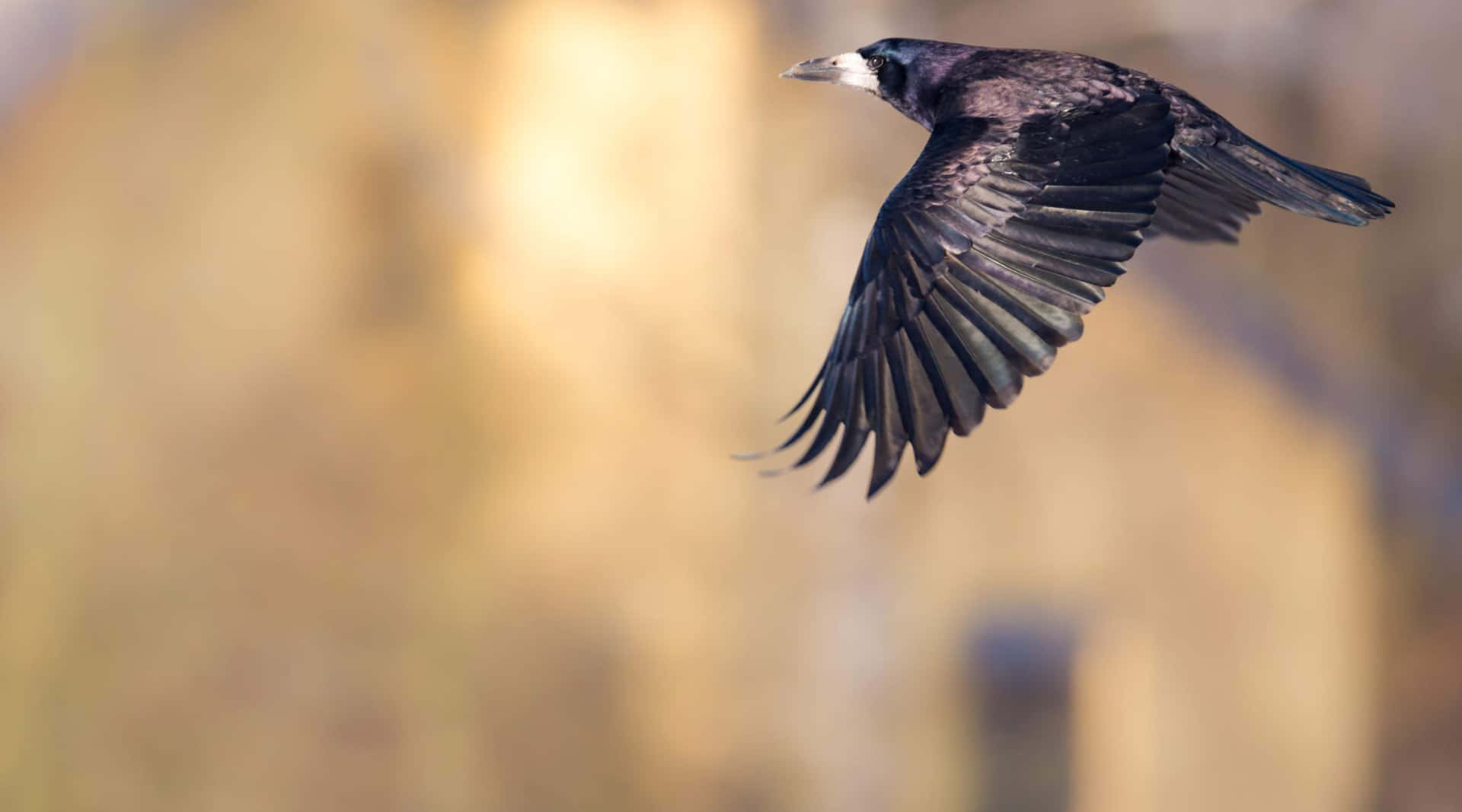 Majestic Rook In Flight.jpg Wallpaper