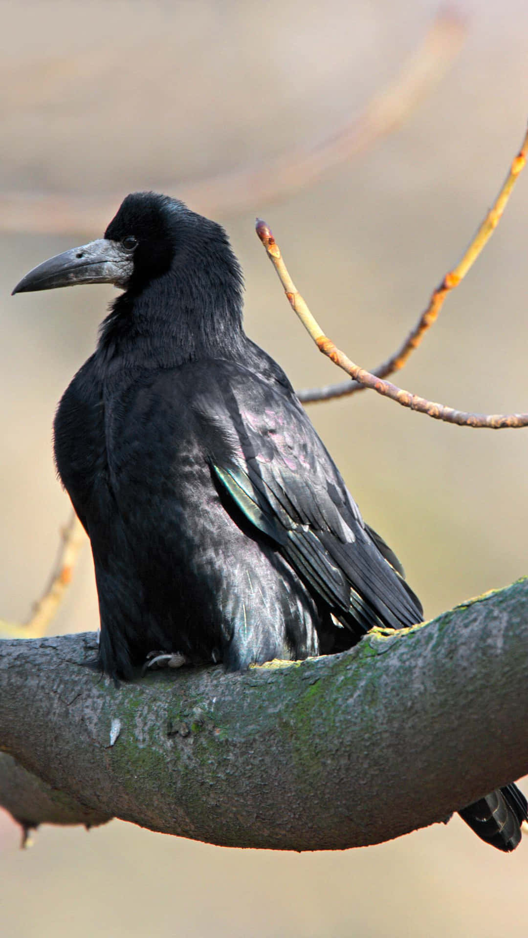 Majestic_ Rook_ Perched_on_ Branch.jpg Wallpaper