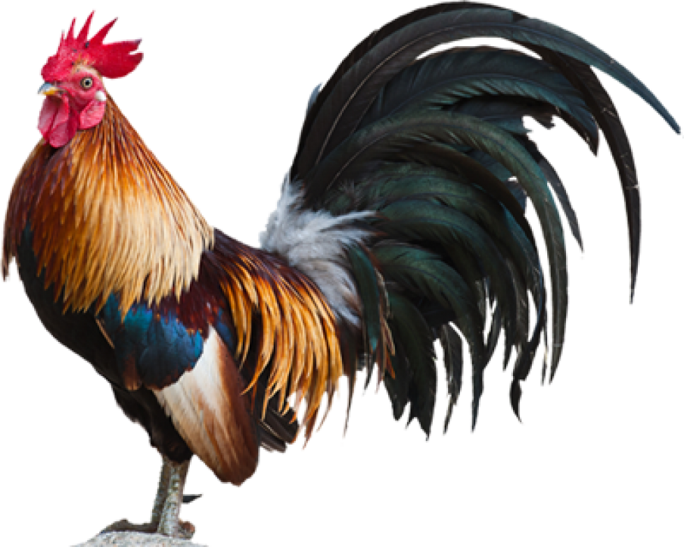 Majestic Rooster Portrait PNG