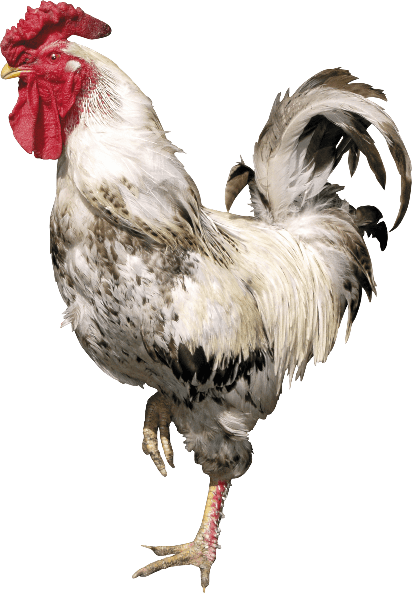 Majestic Rooster Profile PNG