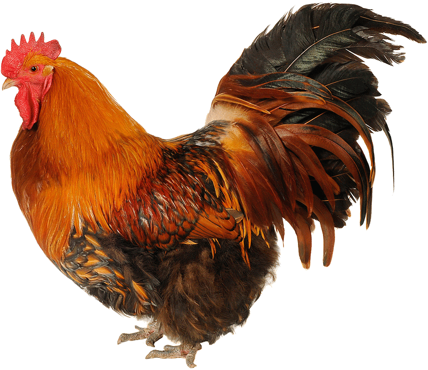 Majestic Rooster Profile PNG