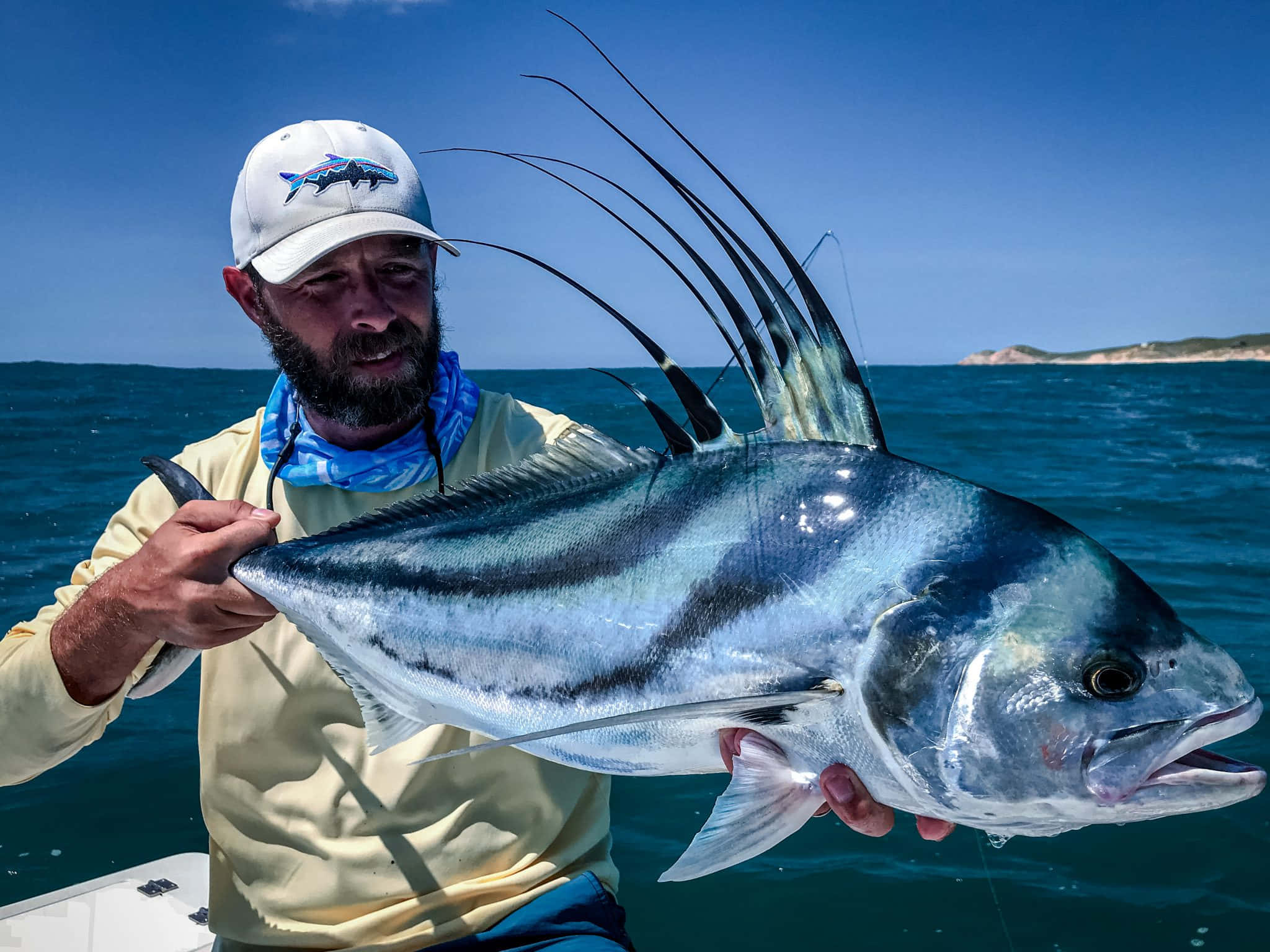 Download Majestic Roosterfish Swimming Undisturbed In The Aquatic ...