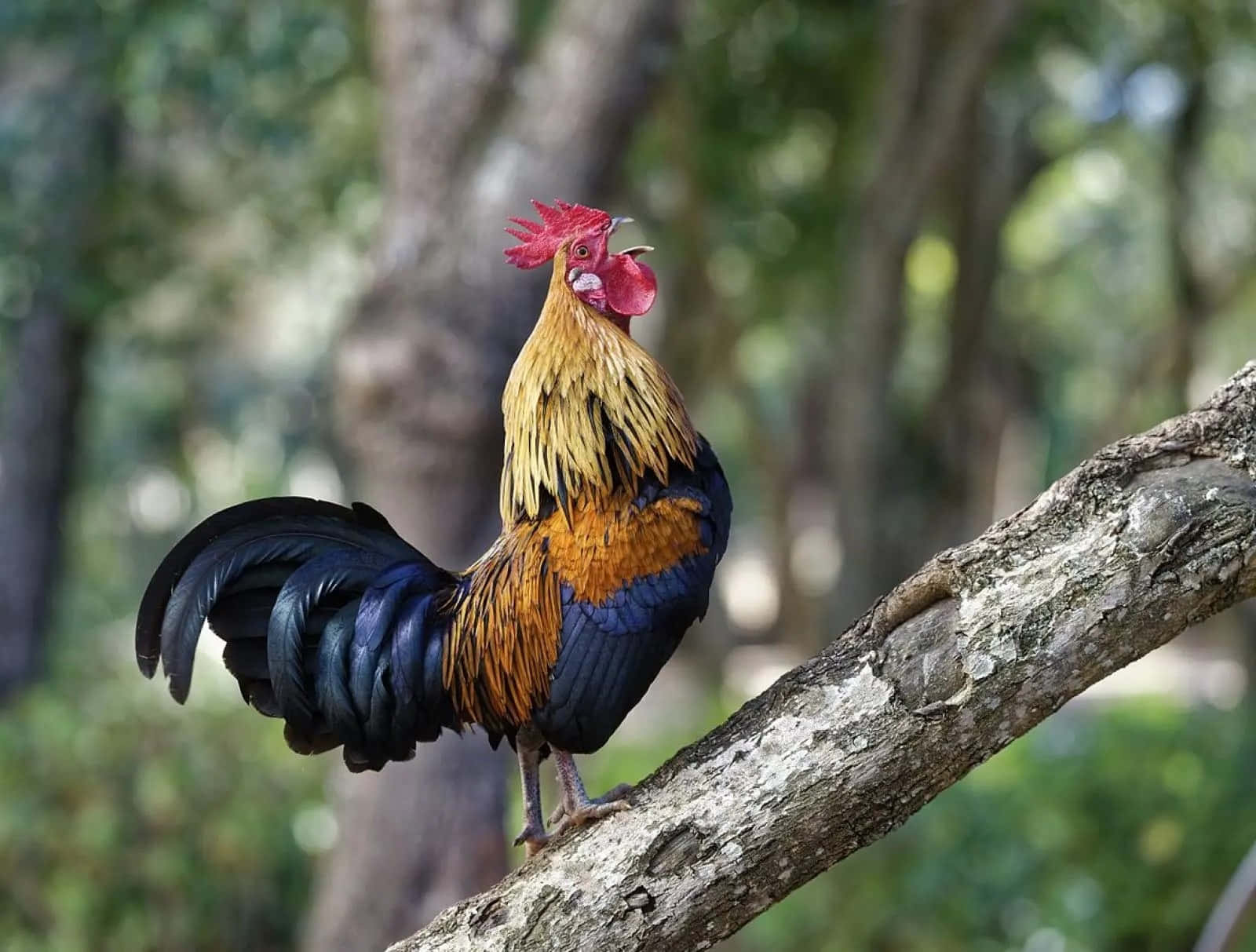 Majestic Roosteron Branch.jpg Wallpaper