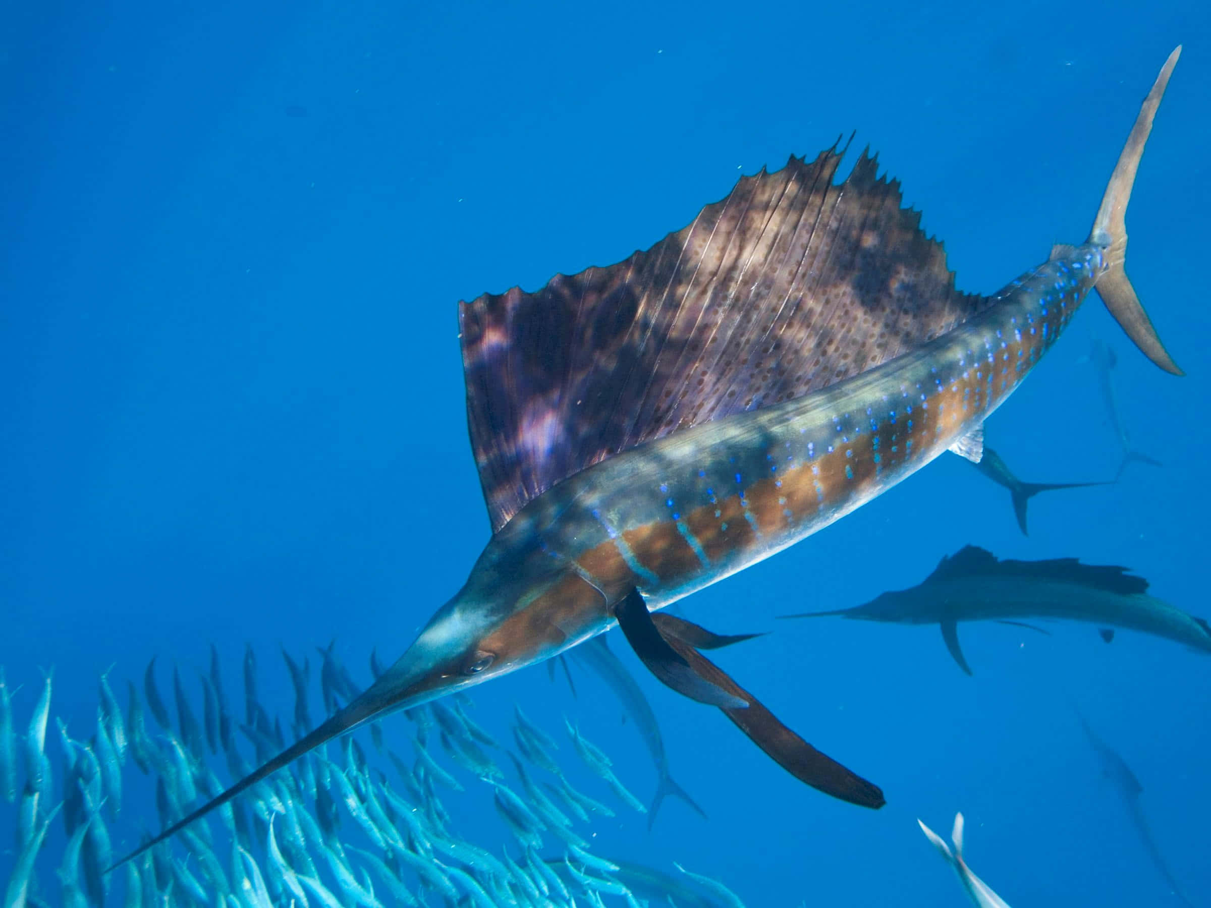 Majestetisk Sailfish Hoppende I Havet Bakgrunnsbildet